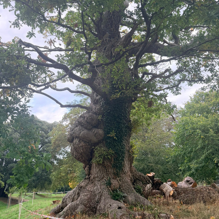Ancient Oak at Blenhem Palace